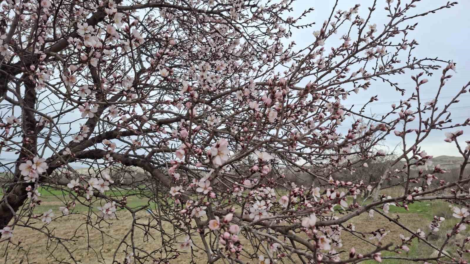 Yalancı bahara aldanan ağaçlar erkenden çiçek açtı